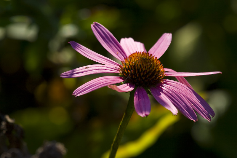 Purple Coneflower